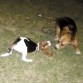 con su amiga la tambien hembra y beagle Chelsea en pleno juego